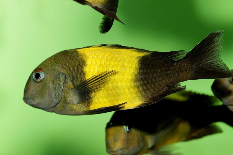 Tropheus sp. 'kaiser'